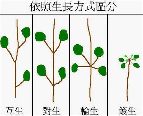 葉子在莖或枝條上的生長位置 稱作什麼 綠色蜜蠟功效